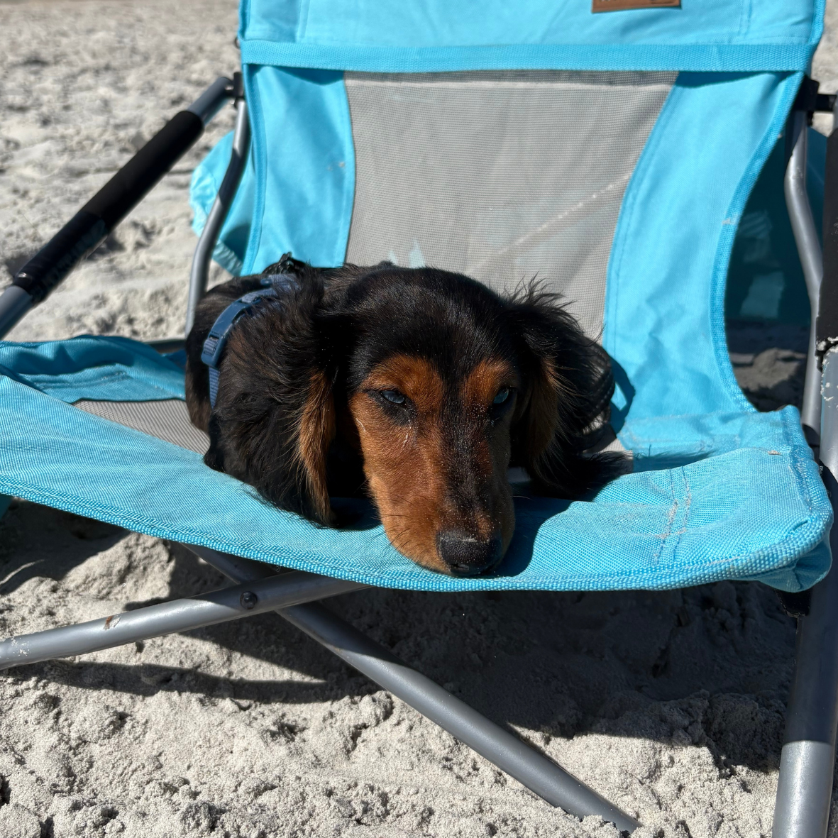 A black and brown dog resting on a blue beach chair on sand.