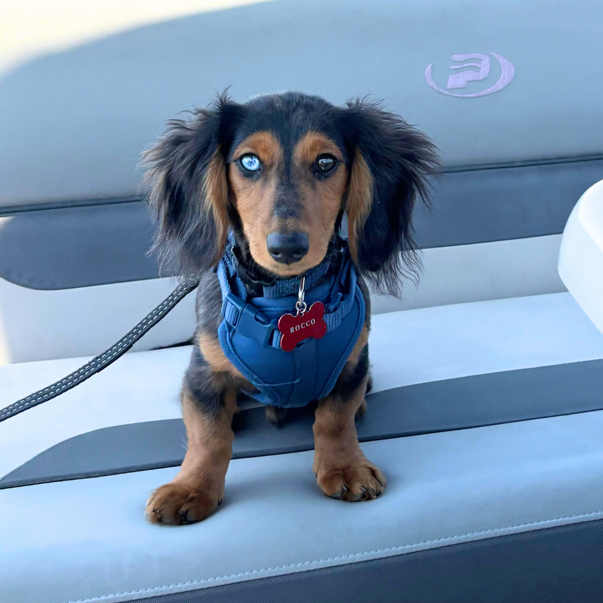 A small black and tan dachshund puppy with half blue and half brown eyes, sitting on a car seat and wearing a blue harness with a red bone-shaped tag that says "ROcco".