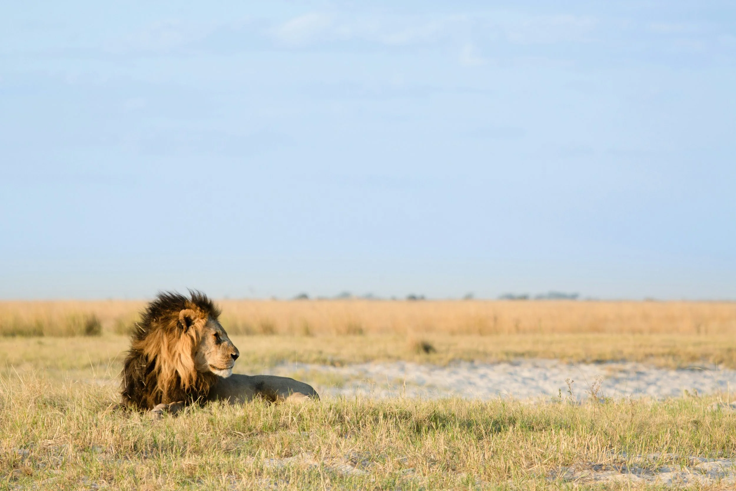 A lion lying in a grassy landscape with a vast sky and distant horizon.