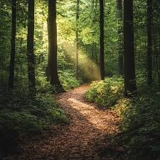 A forest trail with sunlight streaming through tall trees and green foliage.