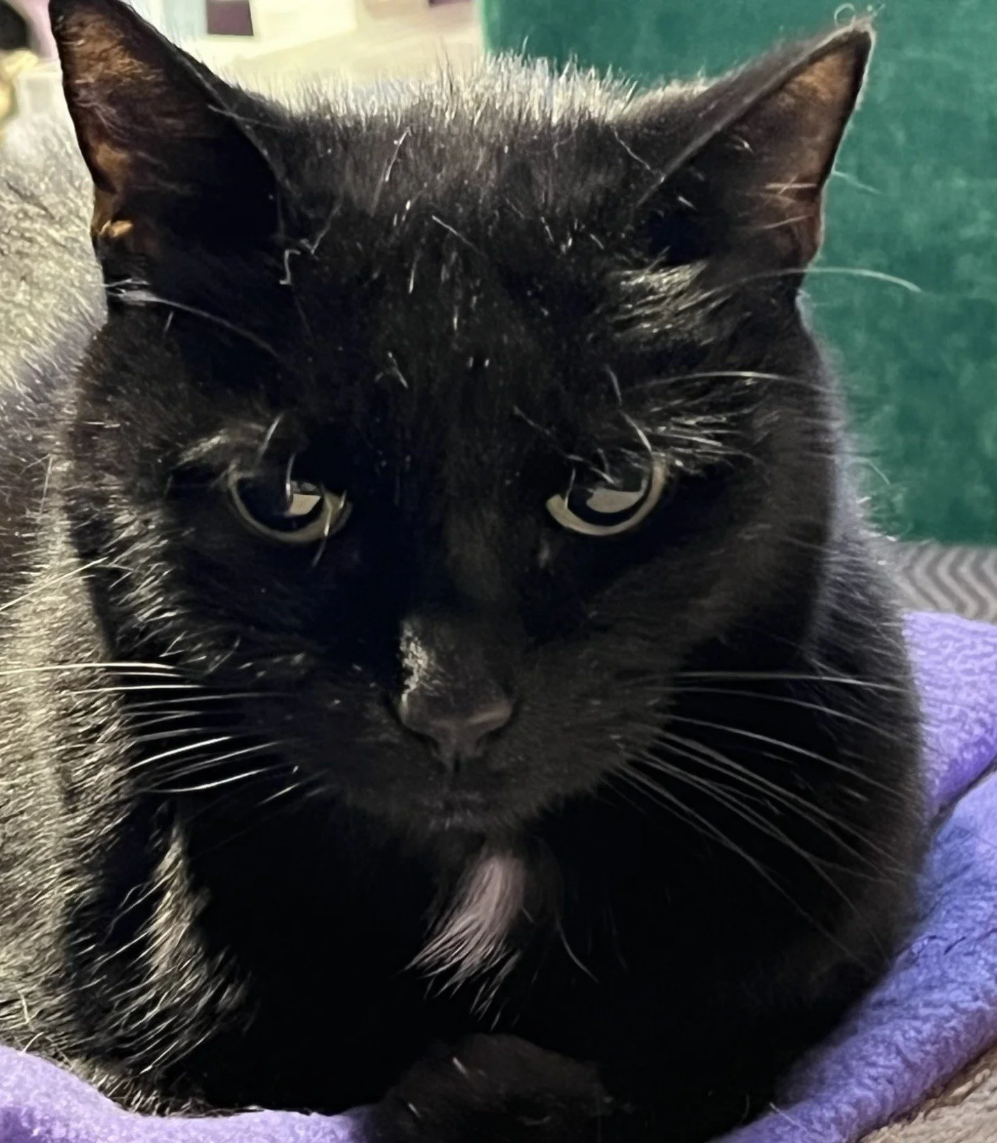 Fabulous Beasts: How my cats inspired the dragons of Witchland.
