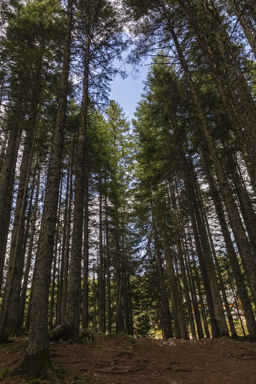 Tall pine trees in a dense forest with a dirt path and a clear blue sky visible through the treetops.