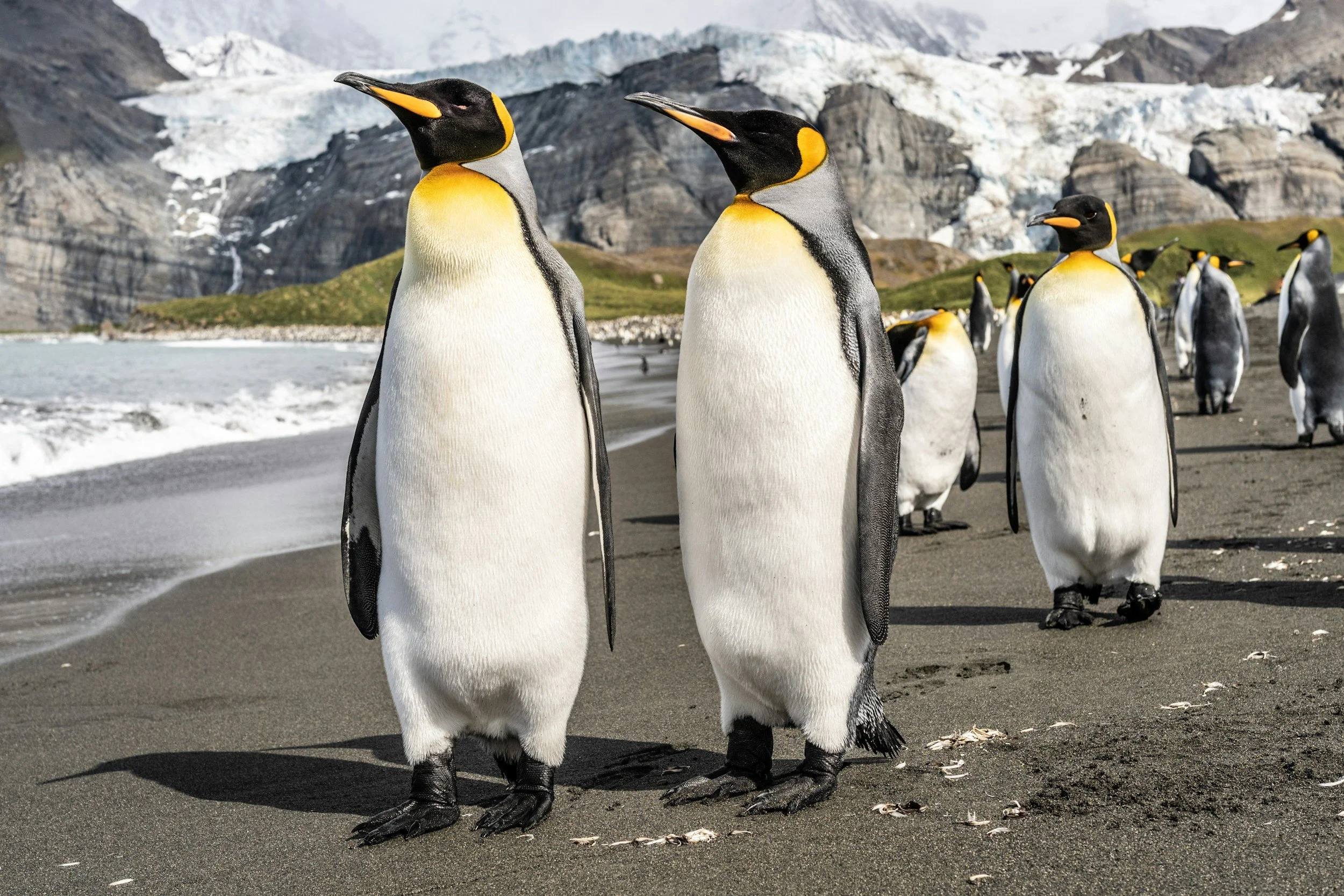 Group of penguins walking along a sandy beach with snow-capped mountains and glaciers in the background.