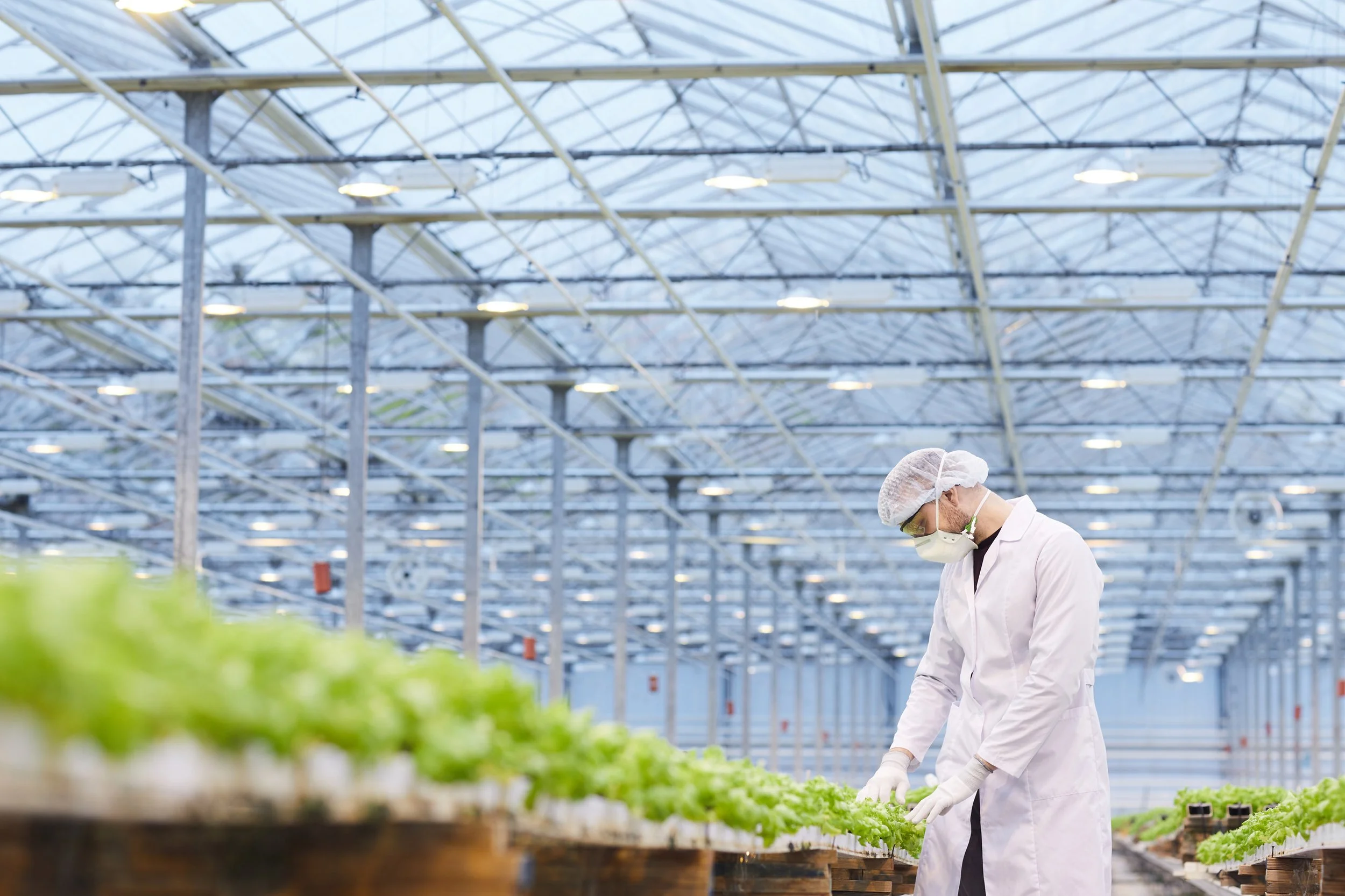 A worker in a white lab coat, gloves, face mask, and protective eyewear is working in a large greenhouse with a metal framework and glass ceiling, tending to rows of green plants on raised beds.