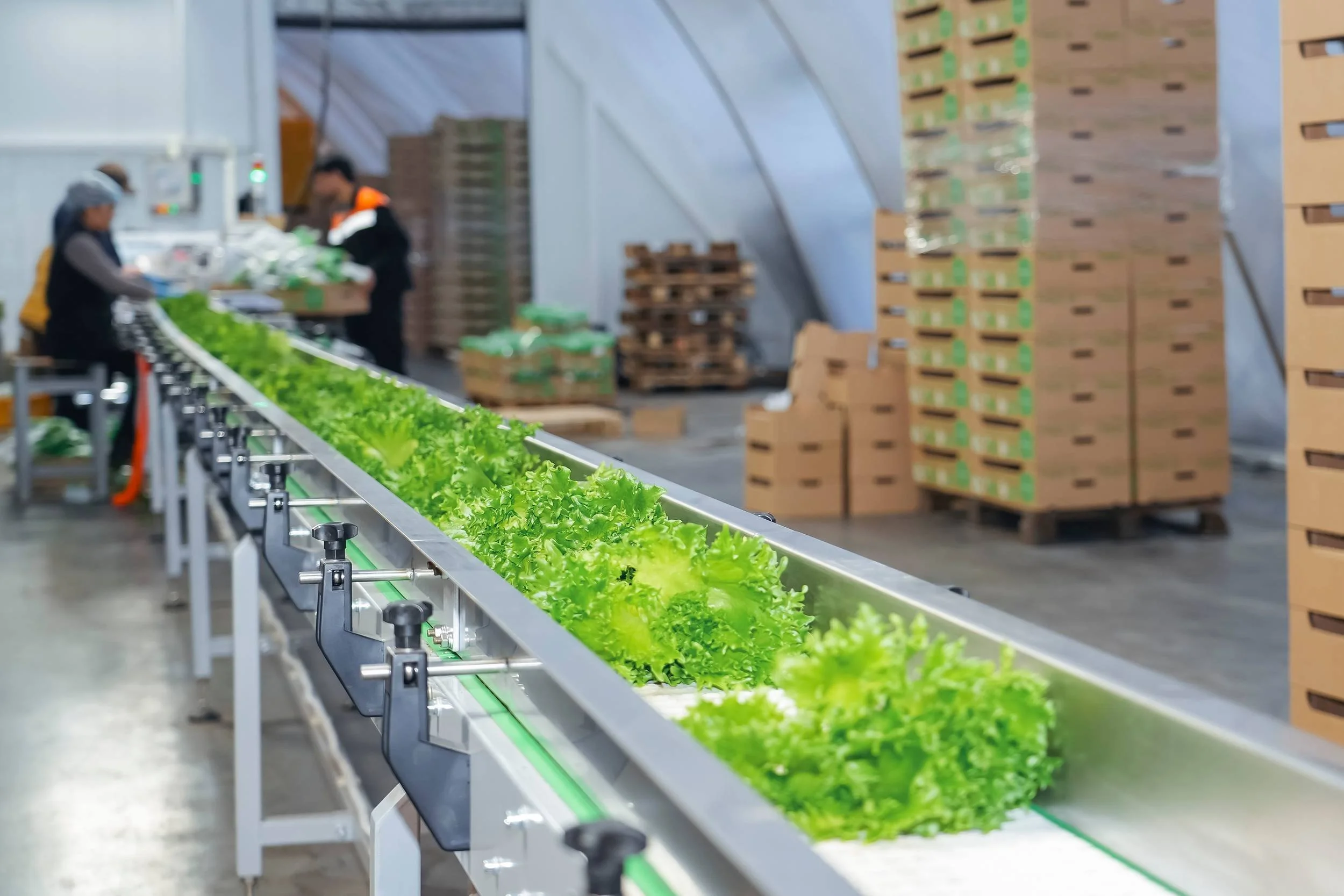 Two workers working with lettuce on a conveyor belt in a warehouse or farm facility, with stacks of boxes in the background.