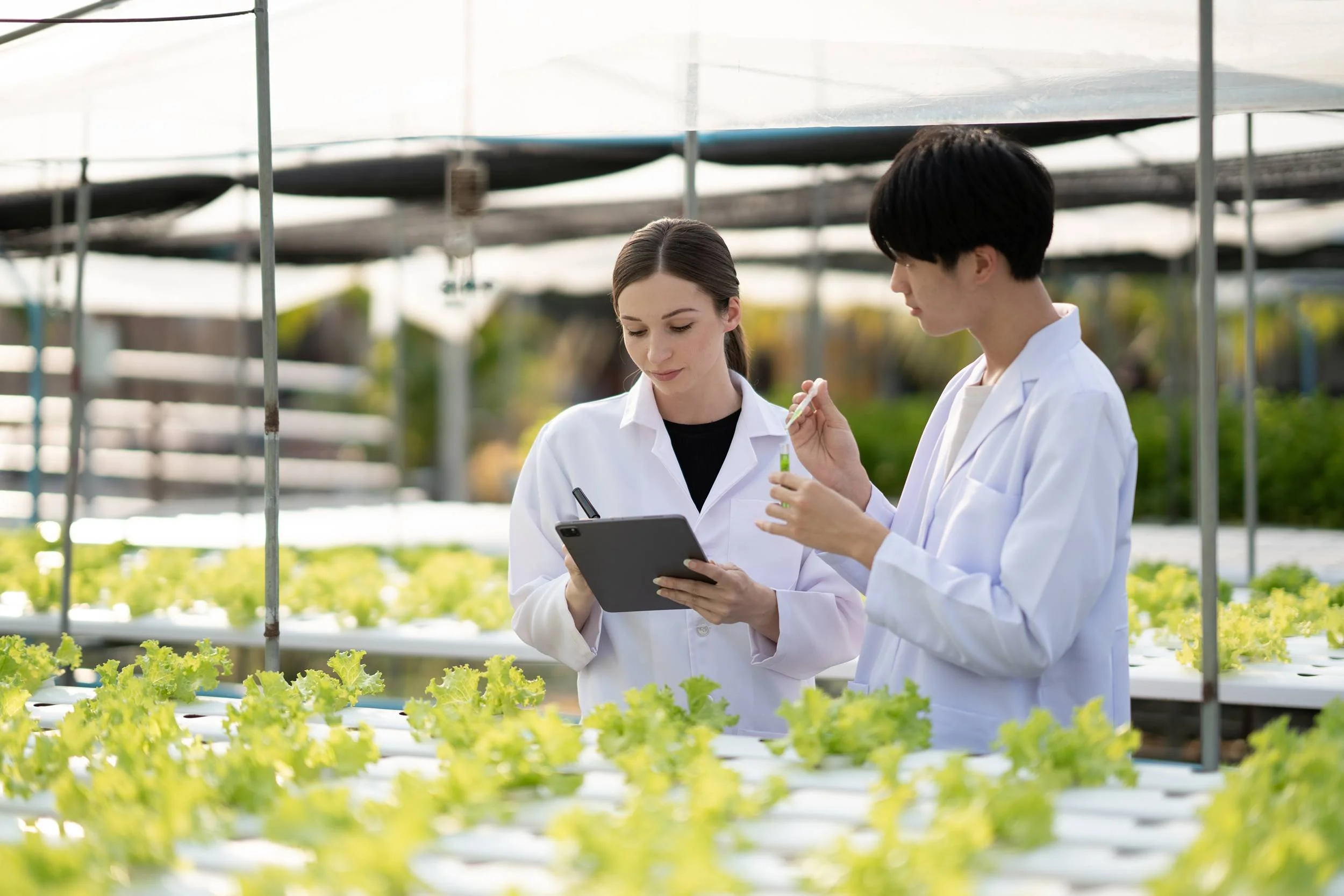 Two scientists in white lab coats working in a greenhouse with rows of lettuce plants, one holding a test tube and the other looking at a tablet.