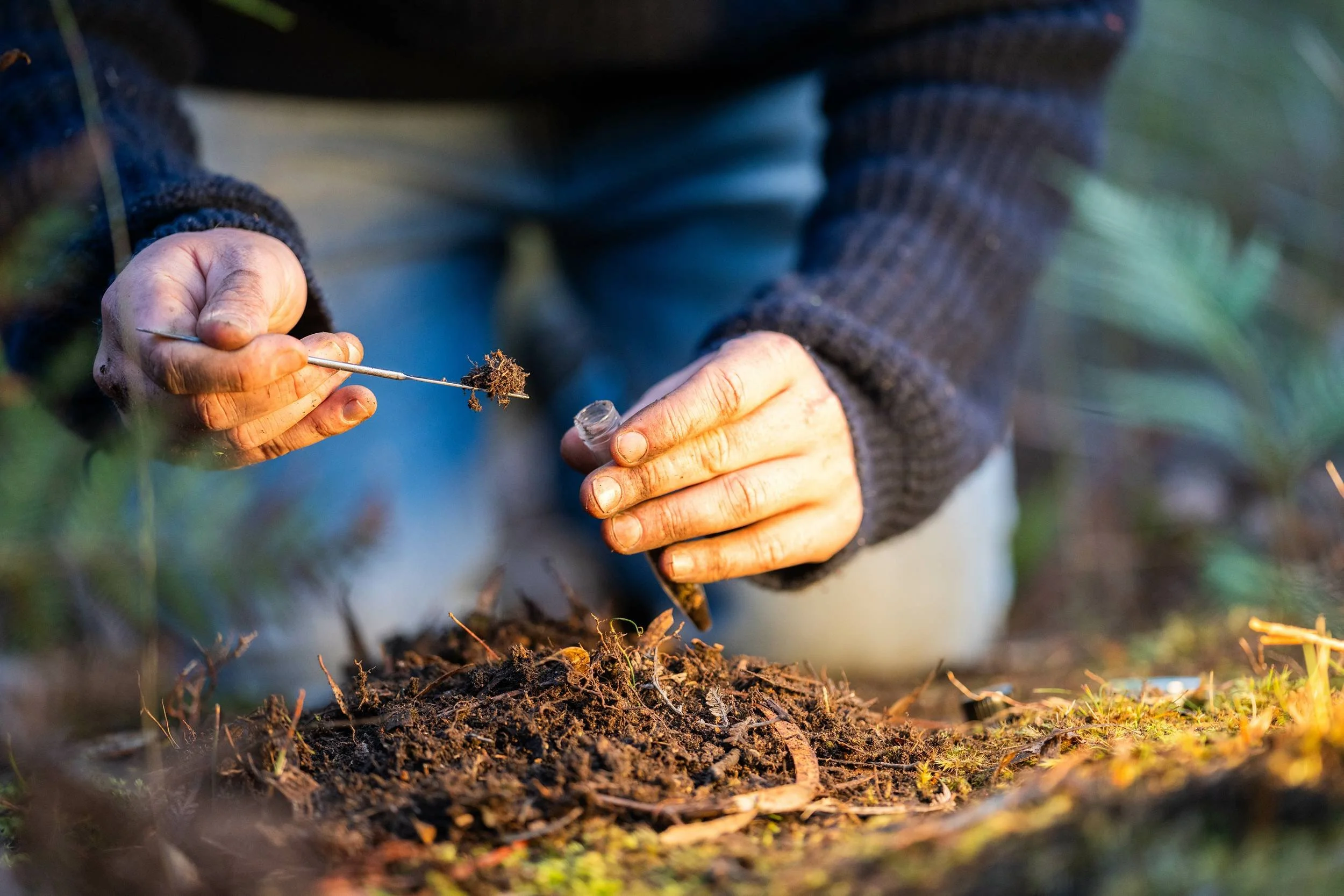 Person planting a seed in soil outdoors.
