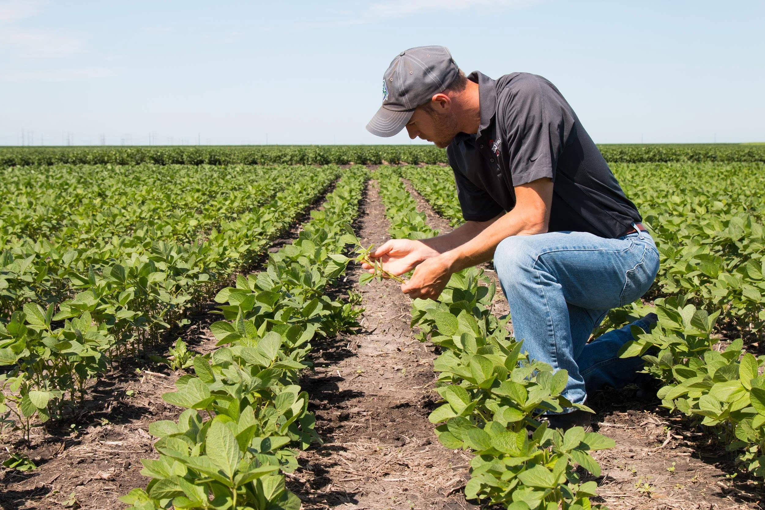 A man kneeling in a lush green field of young plants, inspecting a plant closely on a sunny day.
