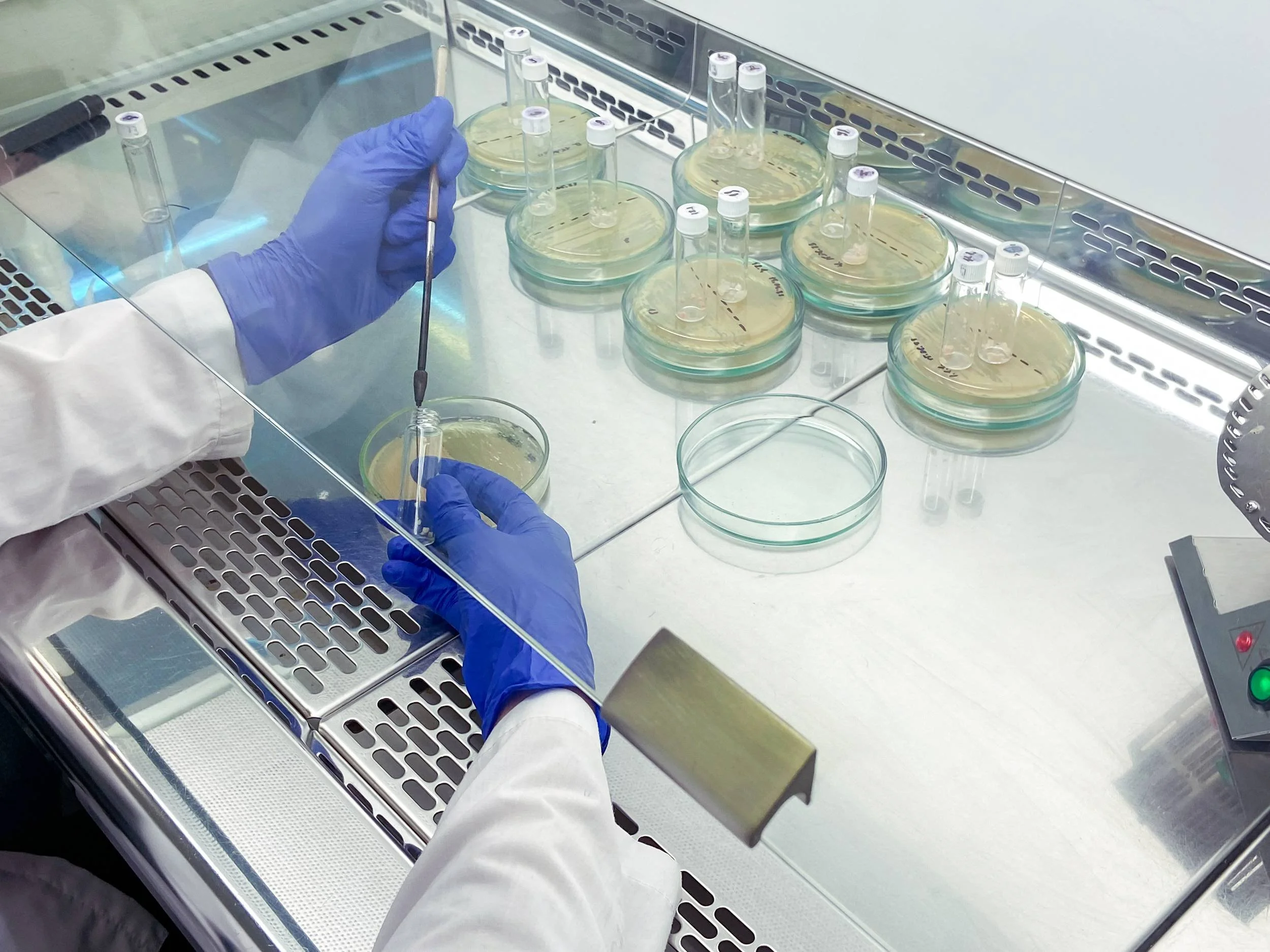 A scientist wearing a white lab coat and blue gloves working with multiple petri dishes in a laboratory incubator or sterilized area. The petri dishes contain some specimens, and some test tubes are placed upright in the dishes. The scientist appears to be using a tool or pipette to handle the samples.