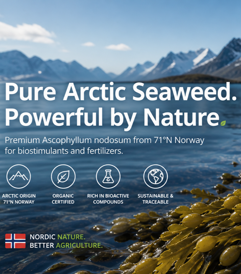 A scenic image of Arctic seaweed floating on water with mountains and a cloudy sky in the background, advertising pure Arctic seaweed from Norway for biostimulants and fertilizers.