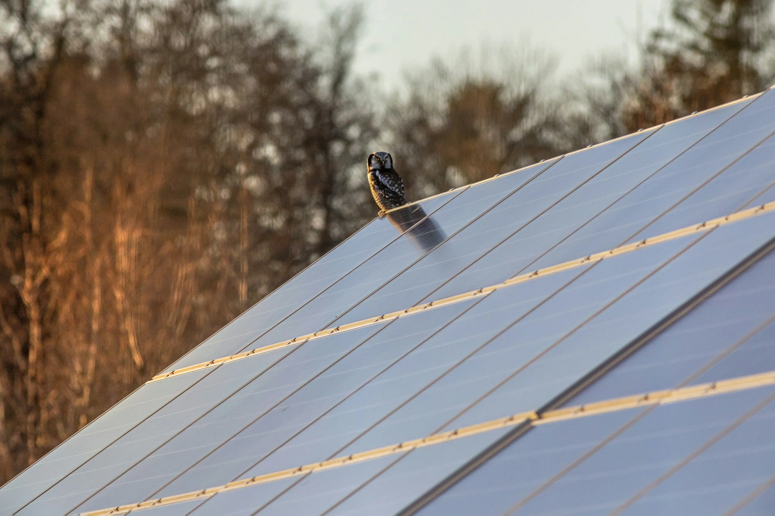 A small owl perched on a reflective solar panel outdoor during sunset with leafless trees in the background.