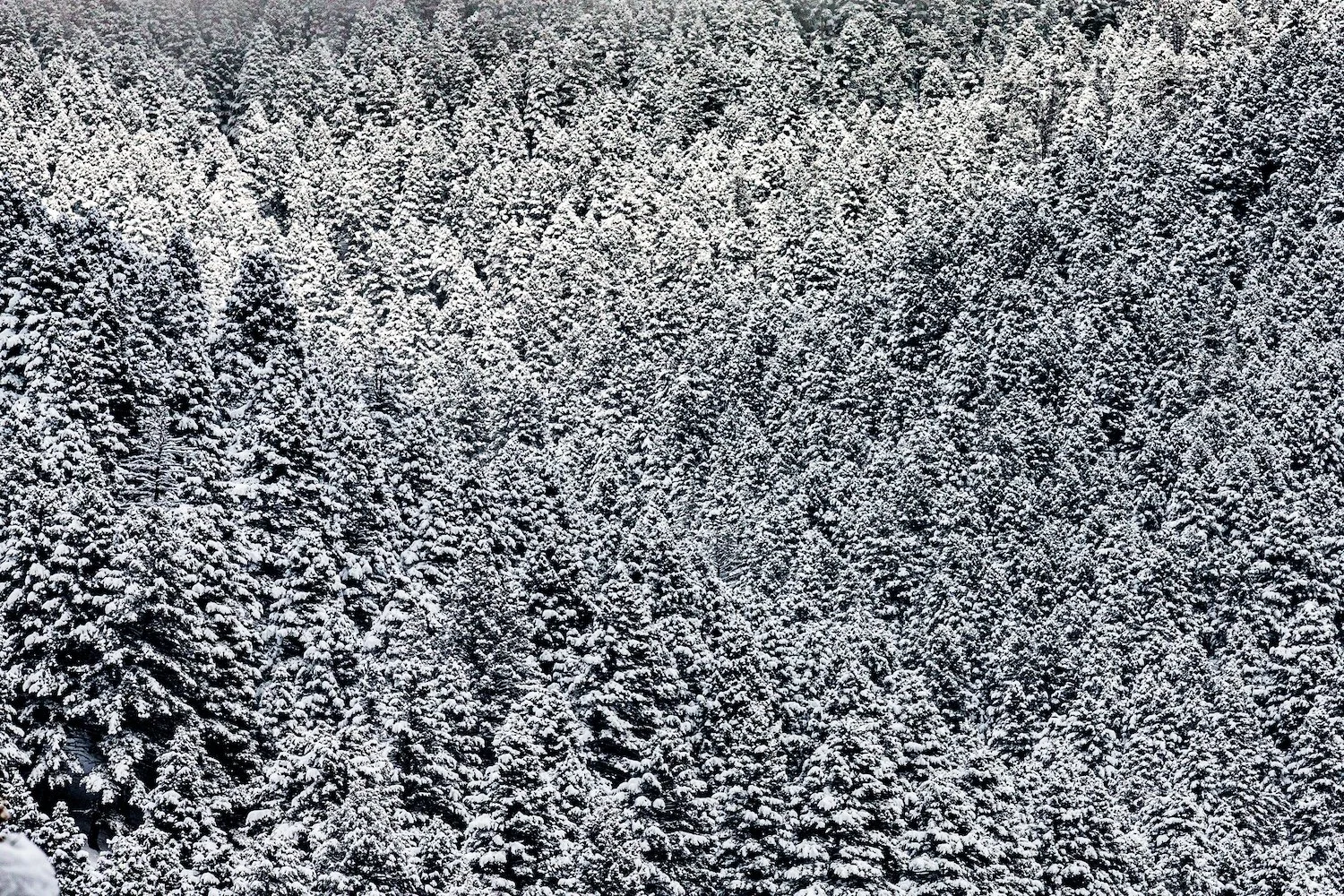 Snow-covered dense forest of evergreen trees.