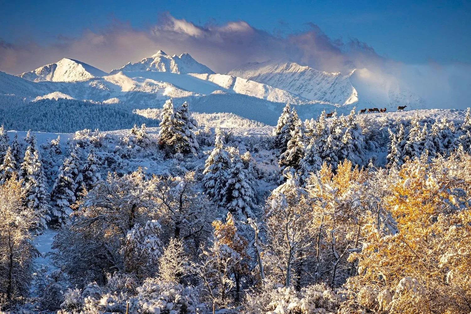 Snow-covered forest under a clear sky with mountains in the background and a small group of horses walking along a snow-covered ridge.