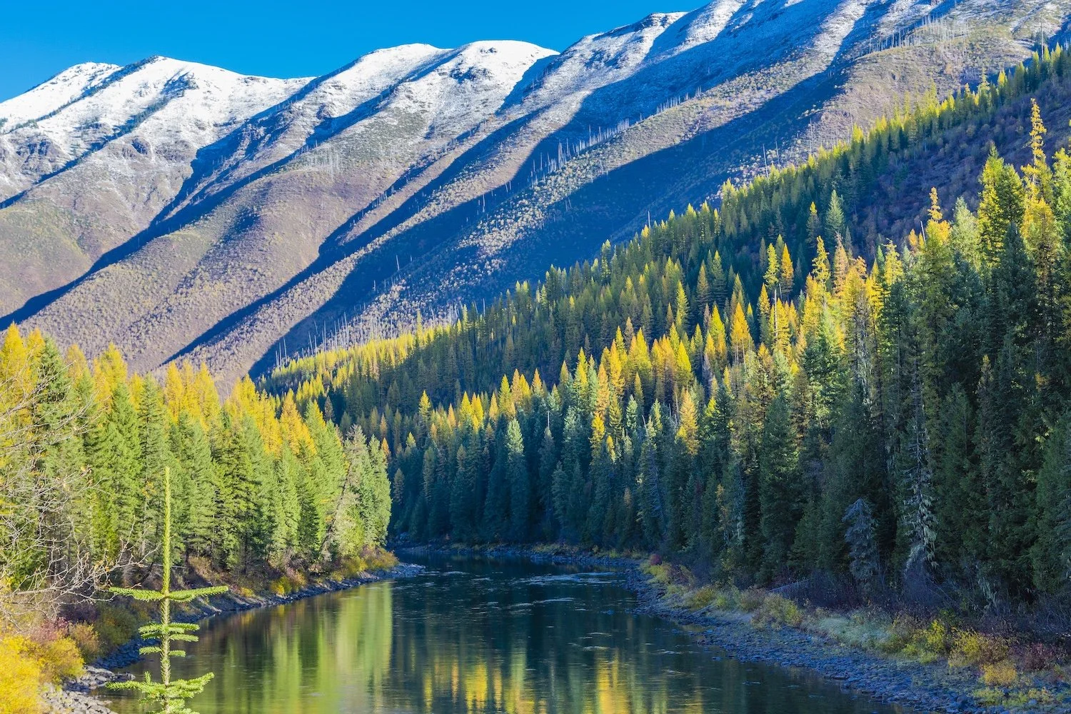 A river flowing through a forest with mountains in the background, some of which have snow on their peaks. North Fork Flathead River, Montana
