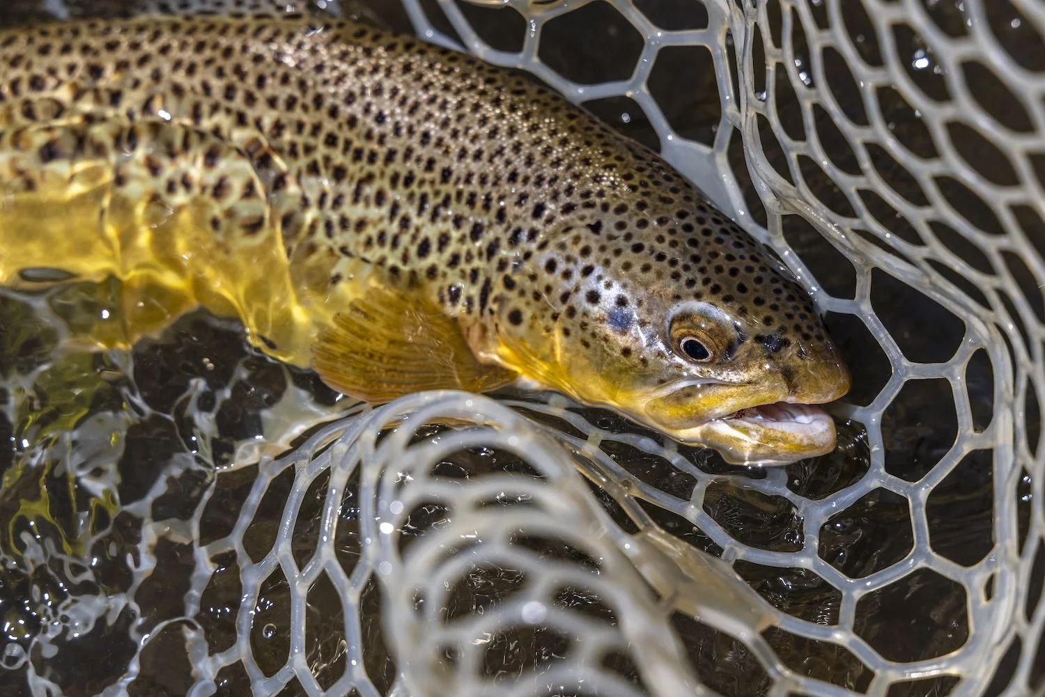 A brown trout caught in a fishing net. Montana, USA