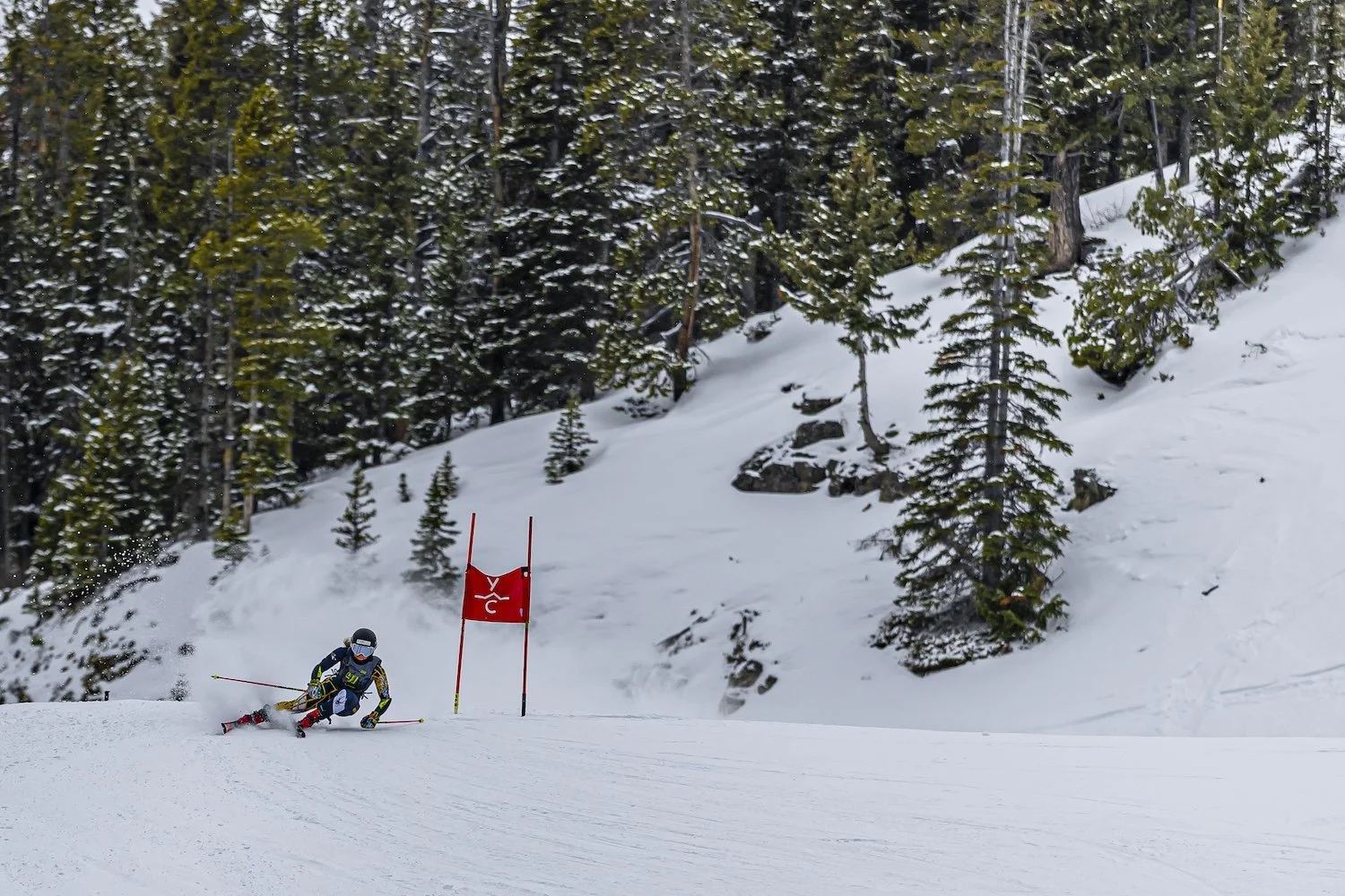 A skier in a black and yellow outfit racing down a snowy slope near a red gate with a pine forest in the background.