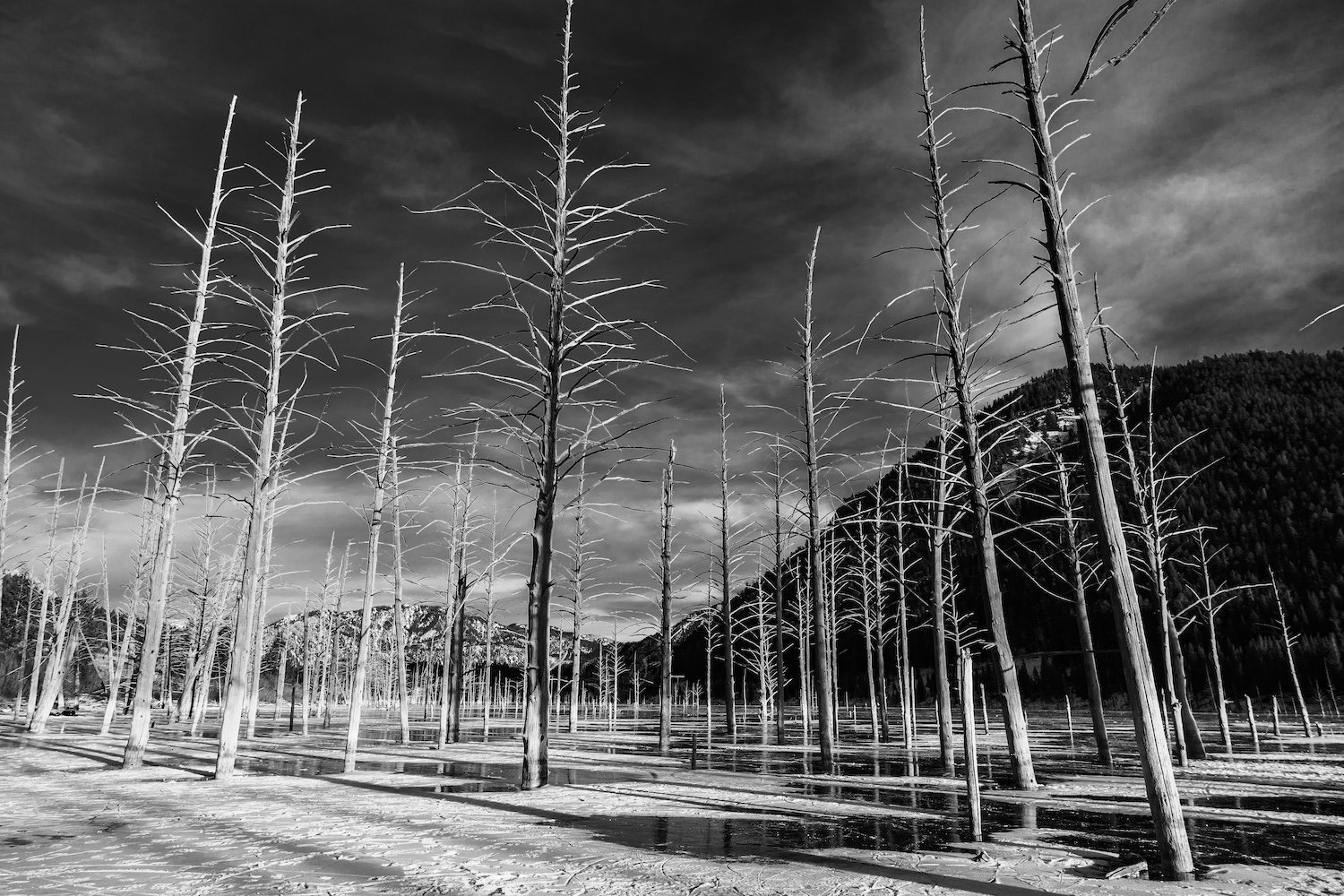 Black and white photo of a barren forest with leafless, dying trees and a mountain in the background under a cloudy sky. Quake Lake, Madison River, West Yellowstone, Montana USA