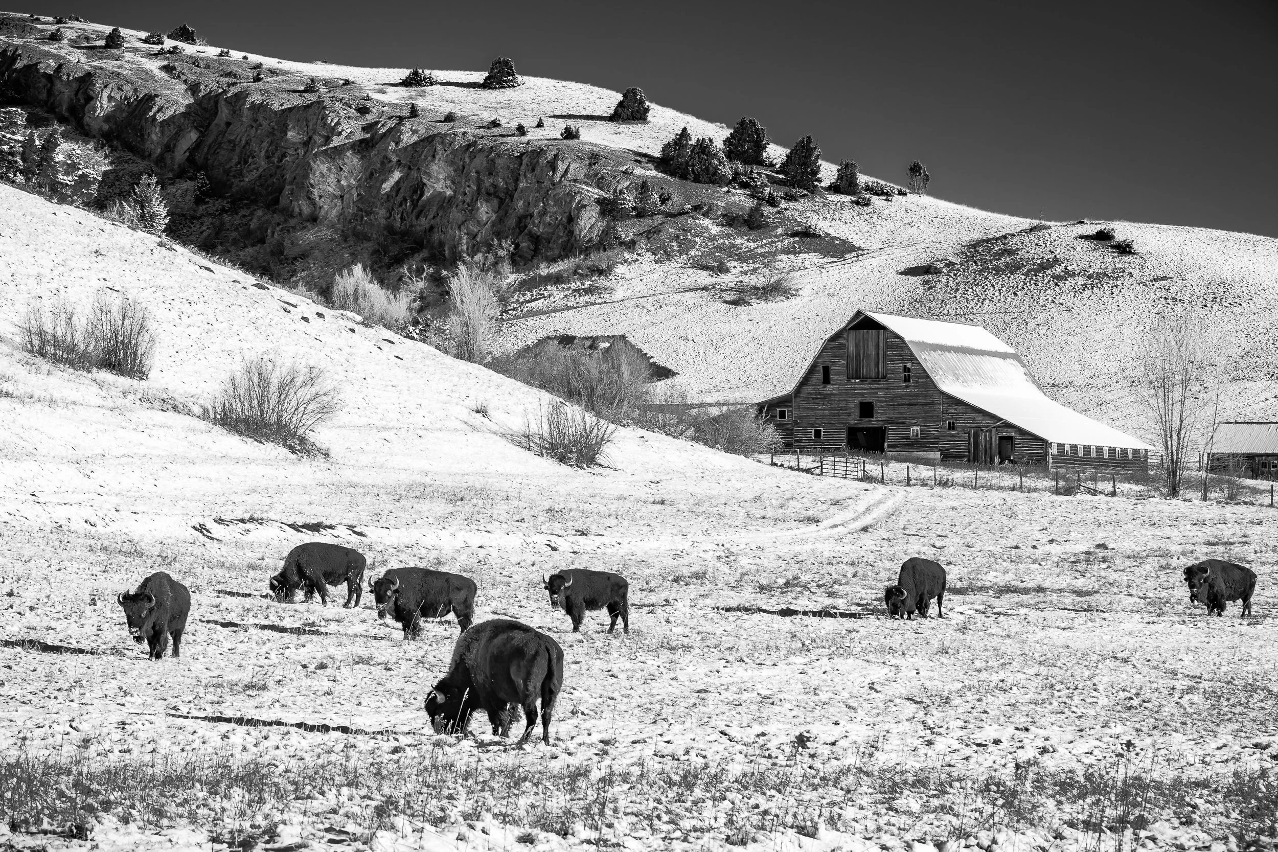 A black and white photo of a rural landscape with a barn, some trees, rolling hills, and a herd of cattle grazing in the foreground. Gallatin Gateway, Montana USA