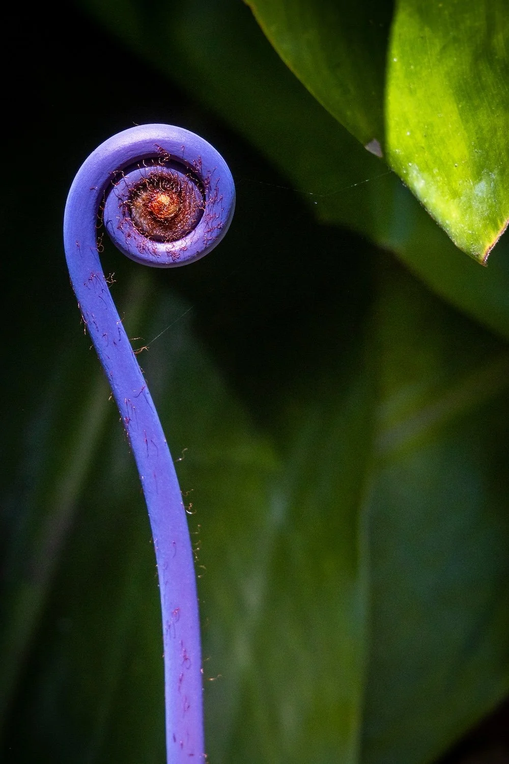 Close-up of a purple fern frond unfurling in a spiral pattern, with green leaves in the background.