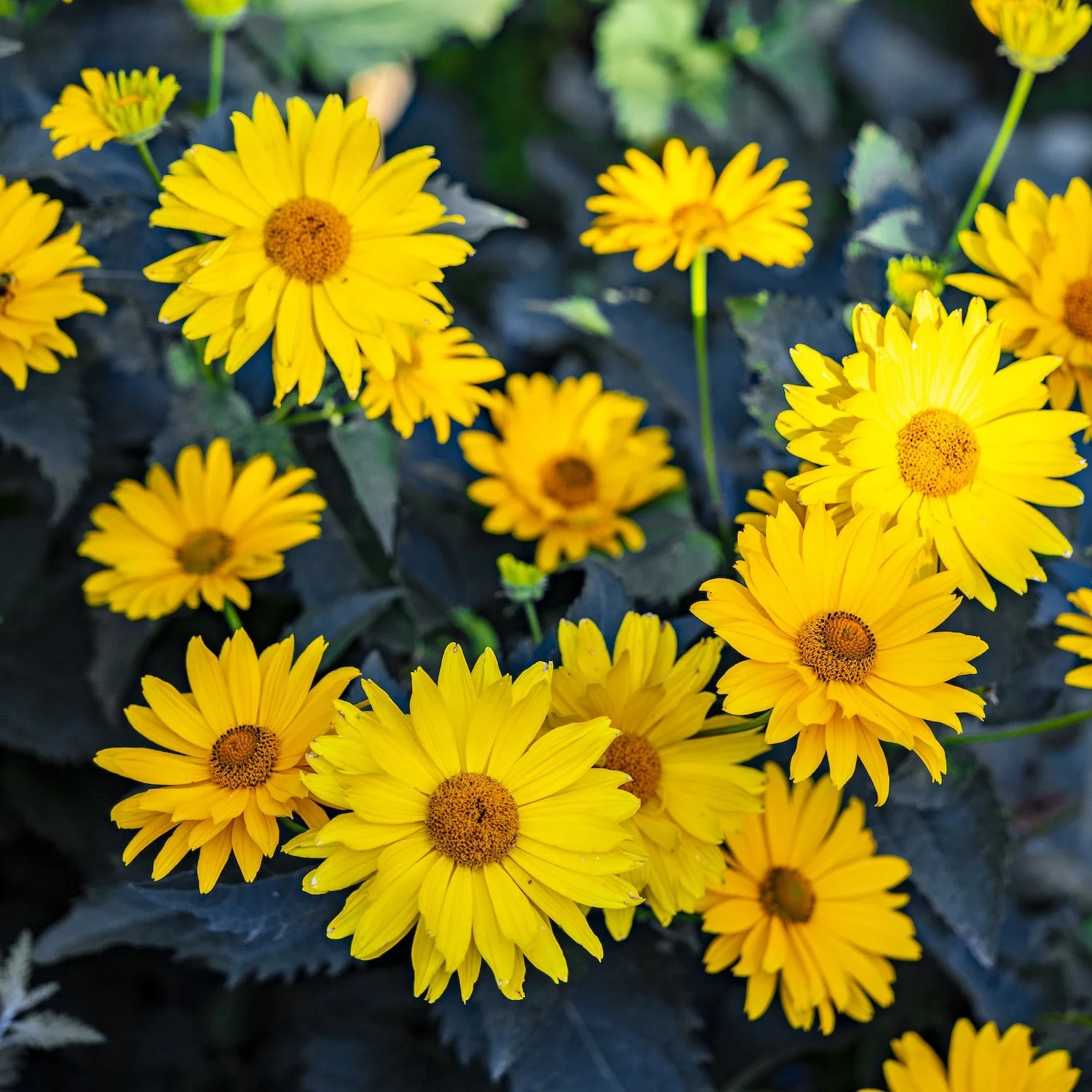 Close-up of bright yellow flowers with dark centers in a garden.