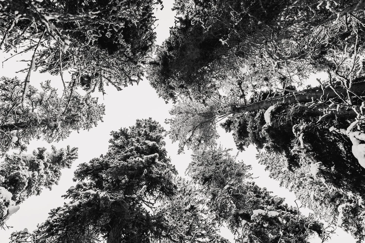 Looking up at snow-covered pine trees against a cloudy sky.