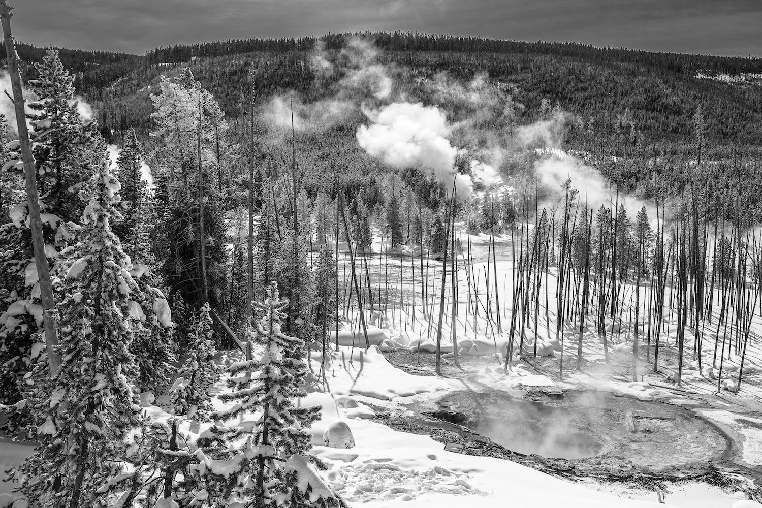 Snow-covered forest with steam rising from geothermal features in Norris Geyser Basin, Yellowstone National, WY, USA.