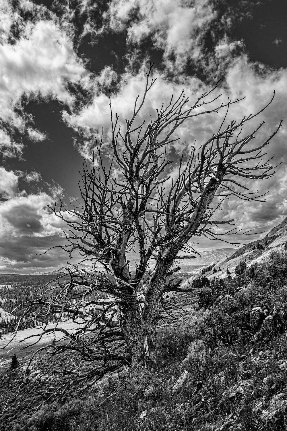 A black and white photo of a leafless, gnarled tree on a mountainside with dramatic clouds in the sky. Big Sky, Montana USA