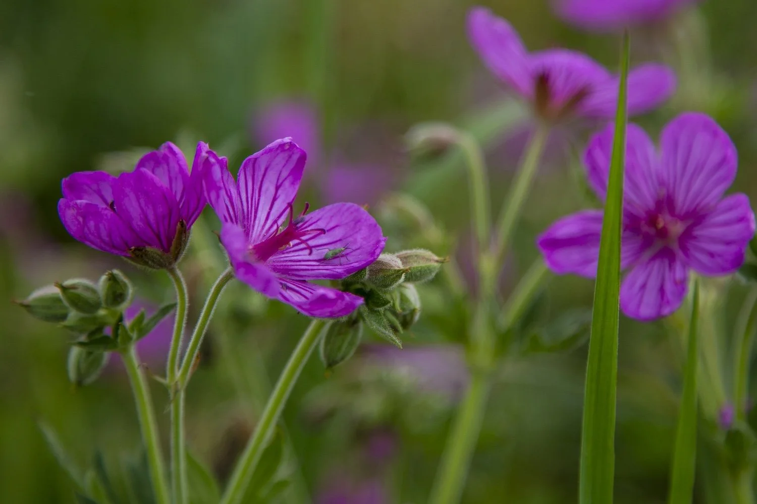 Close-up of pink and purple flowers with green stems and leaves, some buds, blurred background.