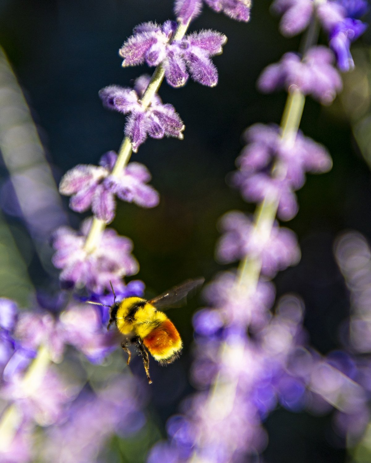 A close-up of a bee hovering near purple flowers with a dark background.