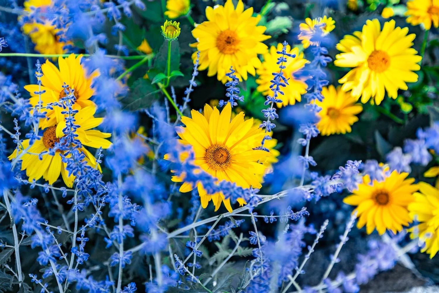 Yellow daisies and purple lavender flowers in a garden.