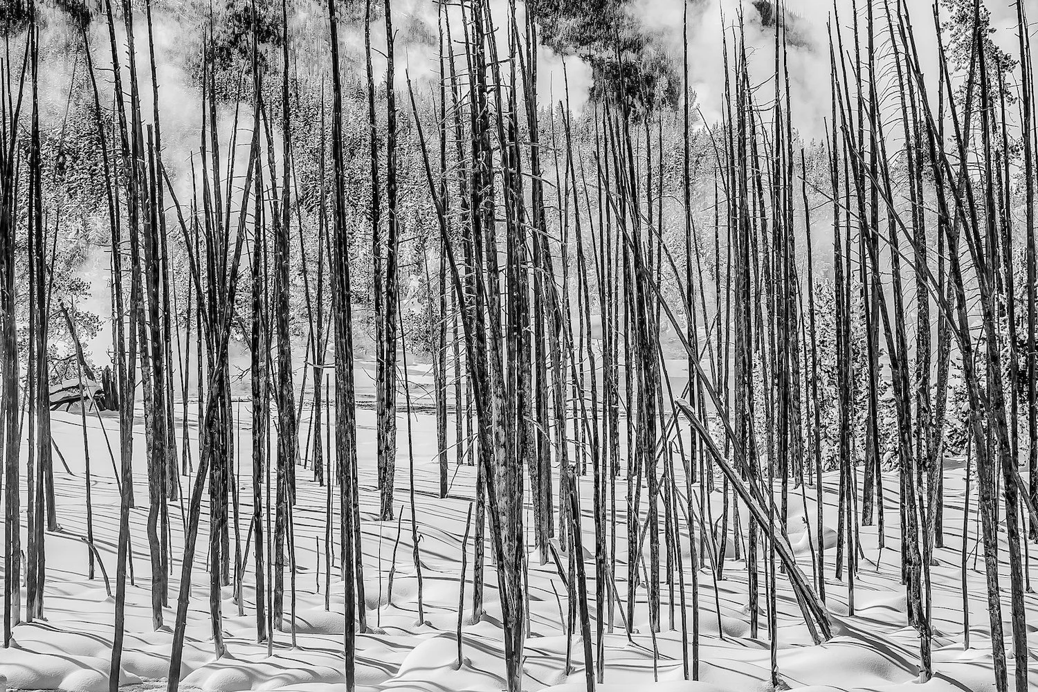 A black and white photograph of a snow-covered forest with tall, bare trees with no leaves, and some smoke or fog in the background.