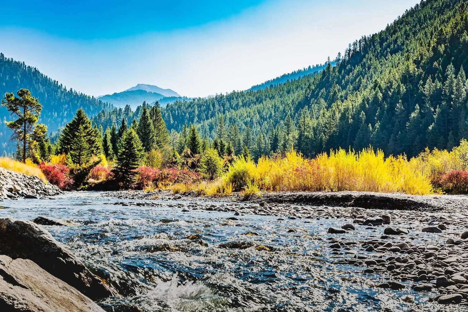 A river flowing through a forested valley with green pine trees, colorful bushes, and mountains in the background under a clear blue sky