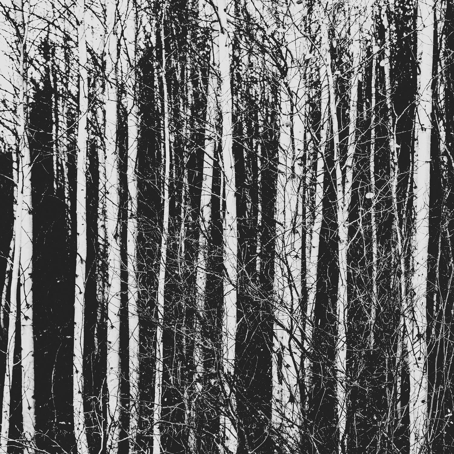Black and white photo of a dense forest with tall, bare trees and tangled branches. Glacier National Park, Montana, USA