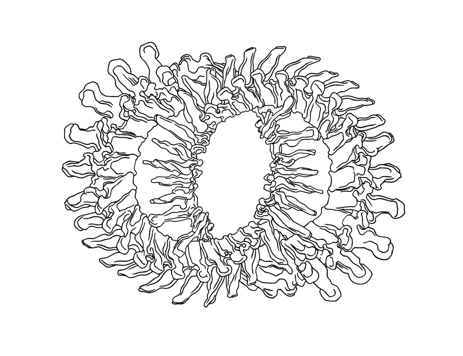 Spines / marker on paper