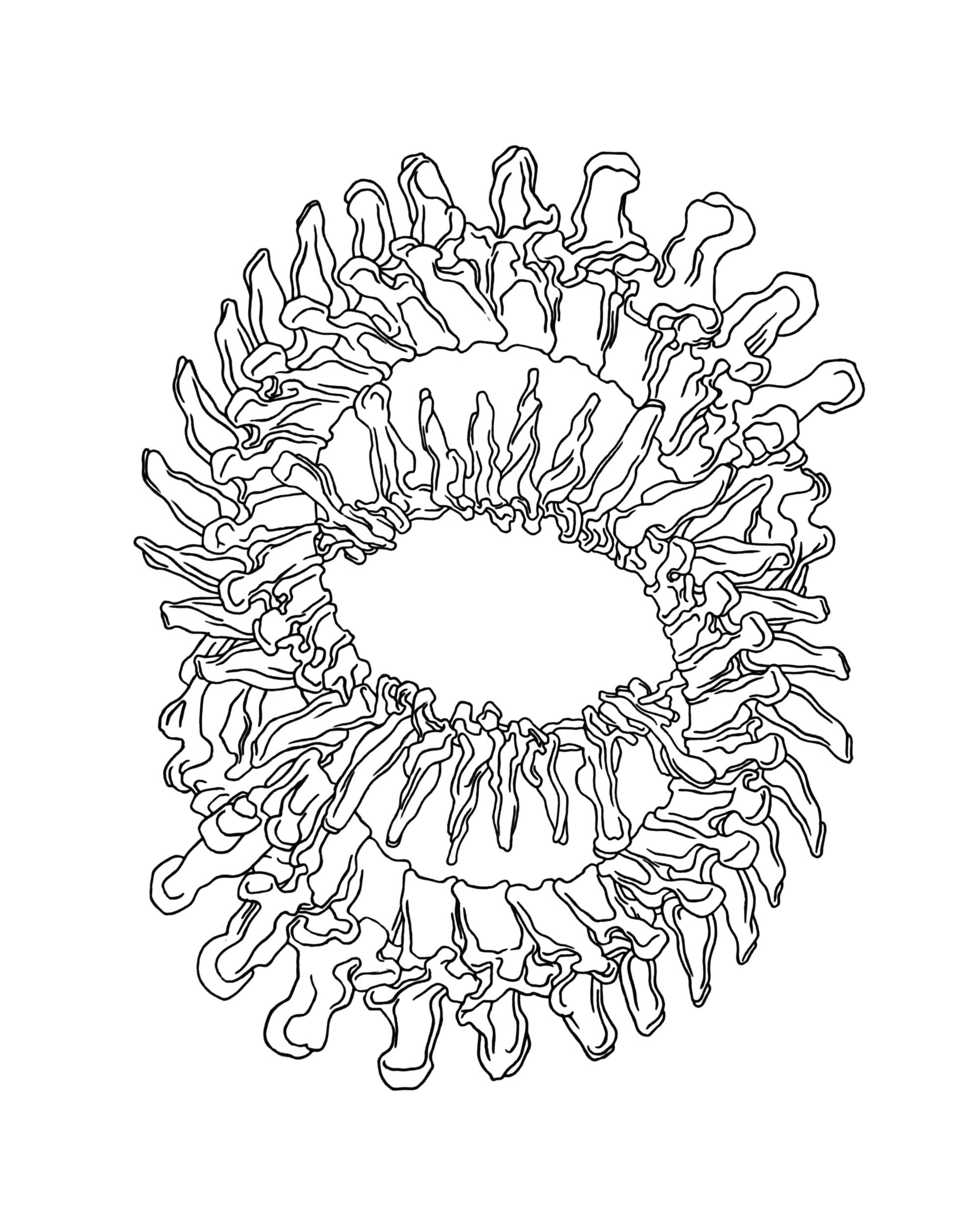 SpineS