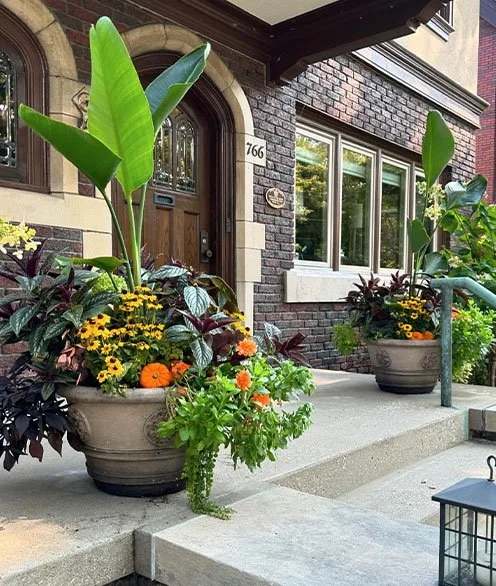 Two large flower pots with green tropical plants, yellow and orange flowers, and purple foliage sit on a concrete porch in front of a brick house with a brown wooden door and large window.
