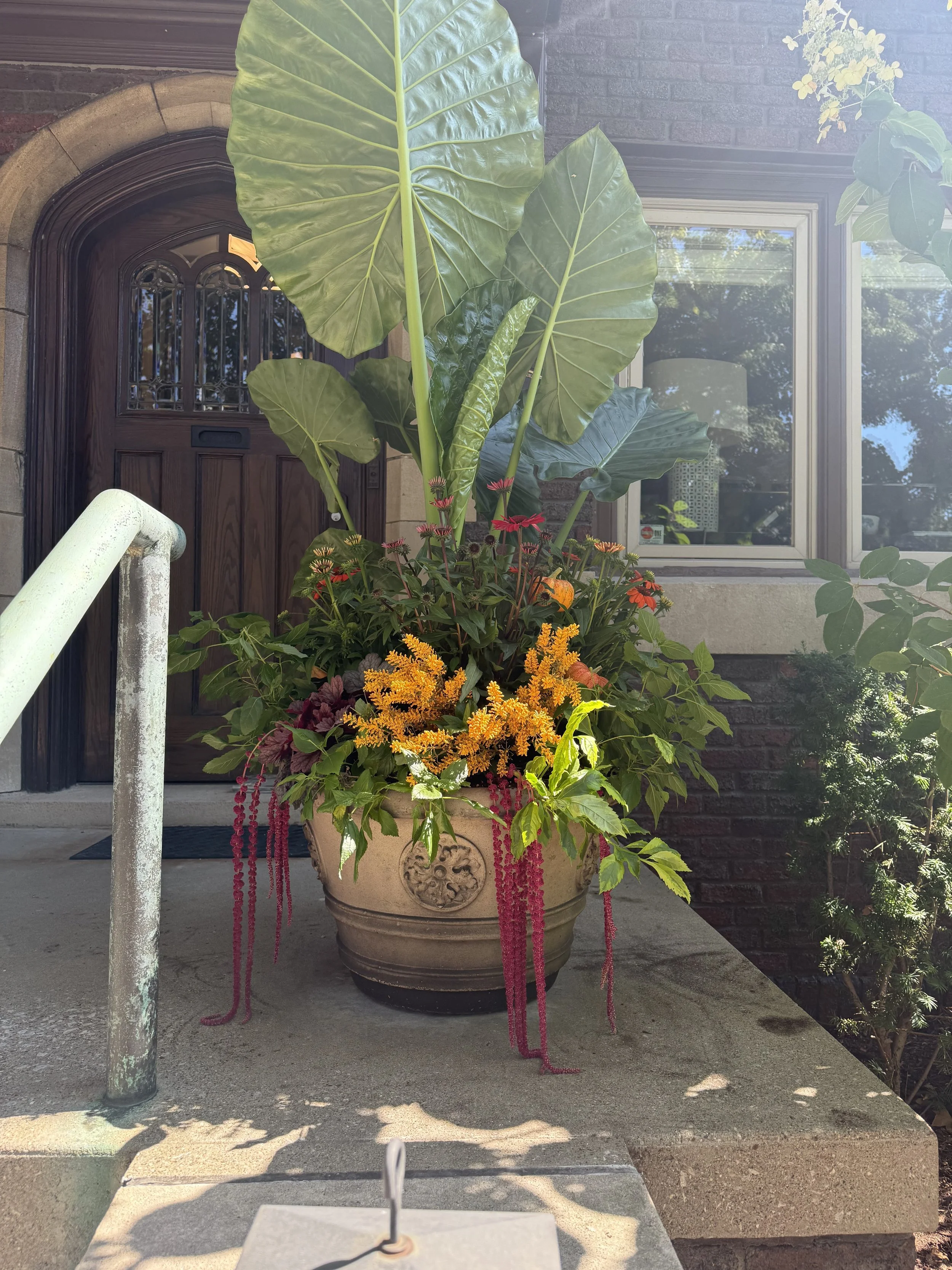 A large potted plant with big green leaves in front of a house door and window, some orange and yellow flowers, and a white railing, viewed from the front porch.