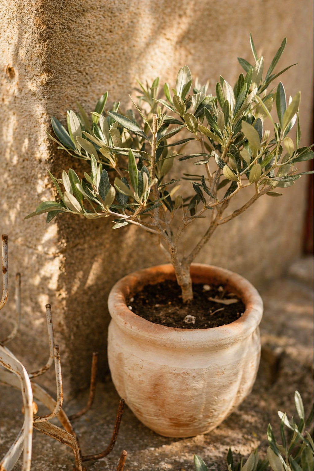 A potted olive tree with green leaves sits against a textured stone wall.