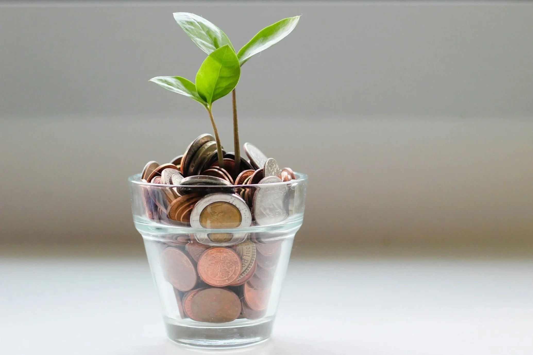 Plant growing from coins representing small business financial growth with Saddle Hill CPA