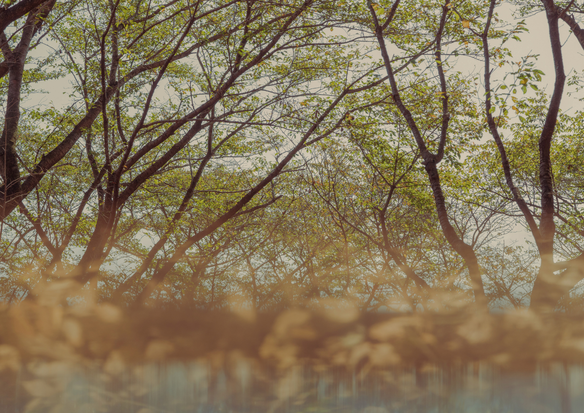 Views of a tree canopy with branches and green leaves, seen from below with a bright sky in the background, and a blurred ground or pathway in the foreground.