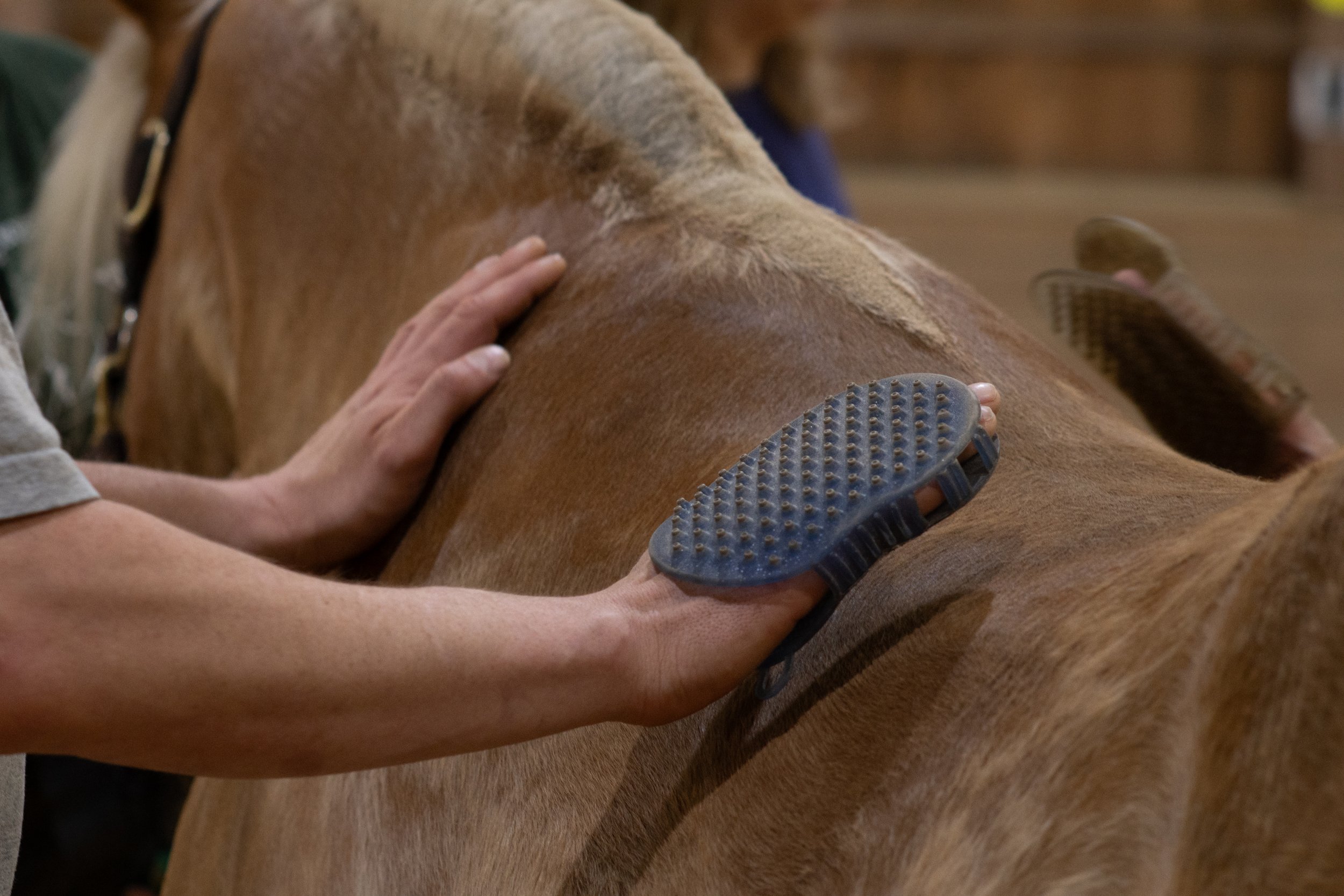 Close-up of a person grooming a horse with a curry comb.