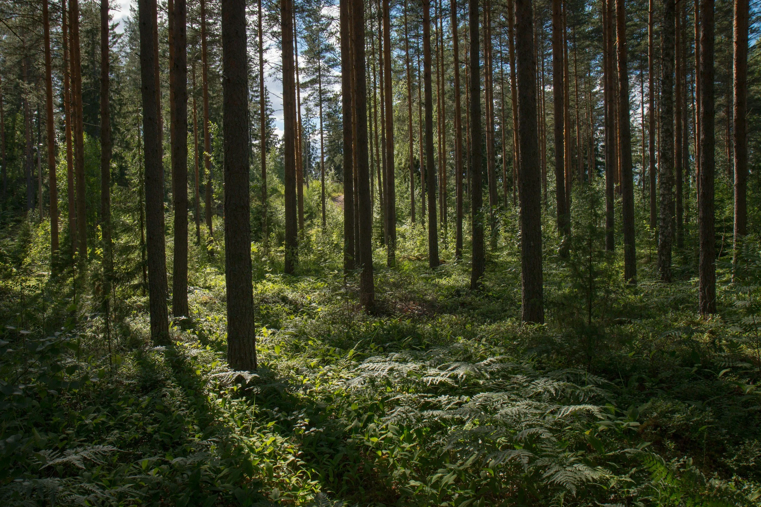 Dense forest with tall pine trees and lush green undergrowth, sunlight filtering through the branches.