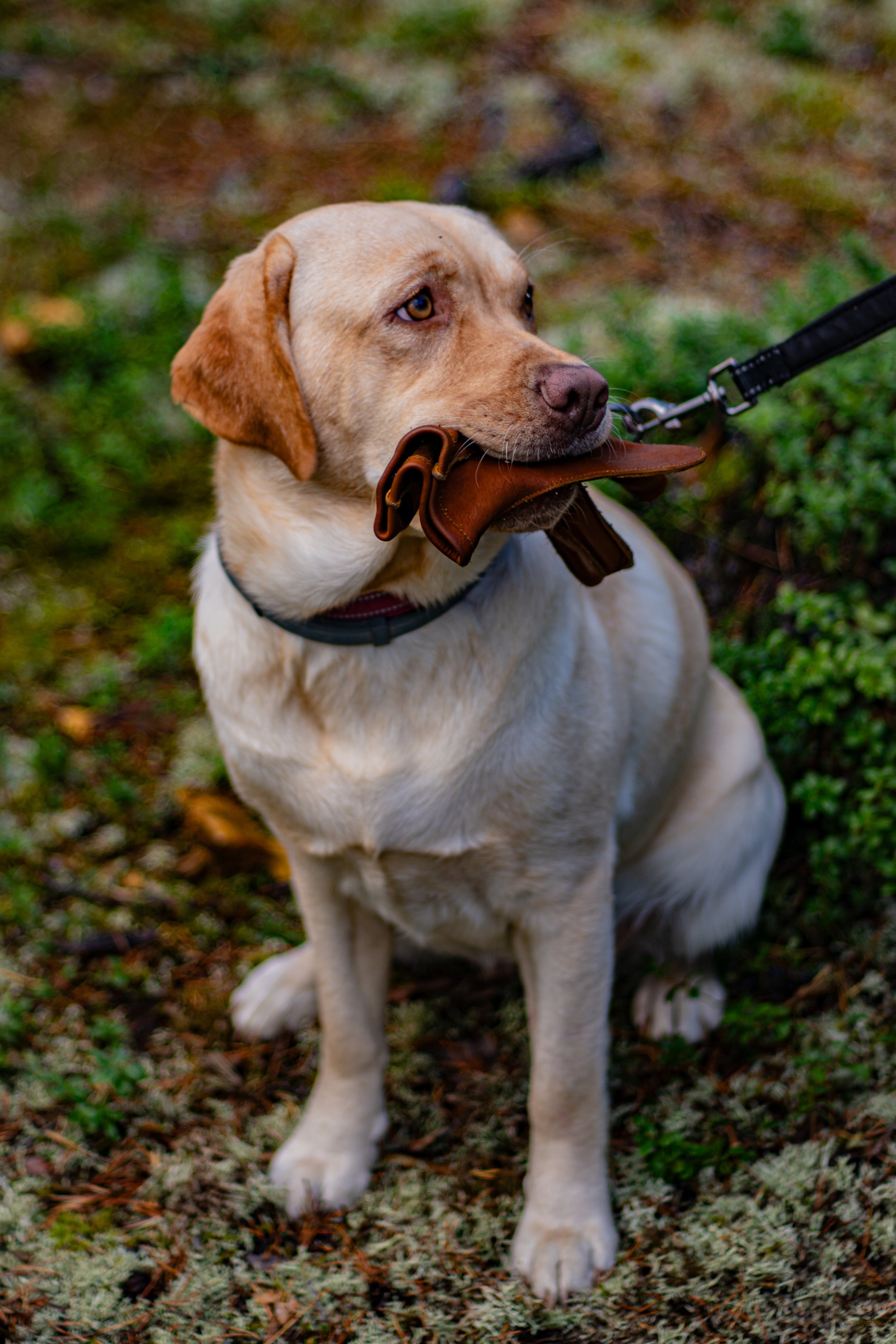 A yellow Labrador retriever puppy sitting outdoors on the ground, holding a brown leather glove in its mouth, with a background of grass and moss.