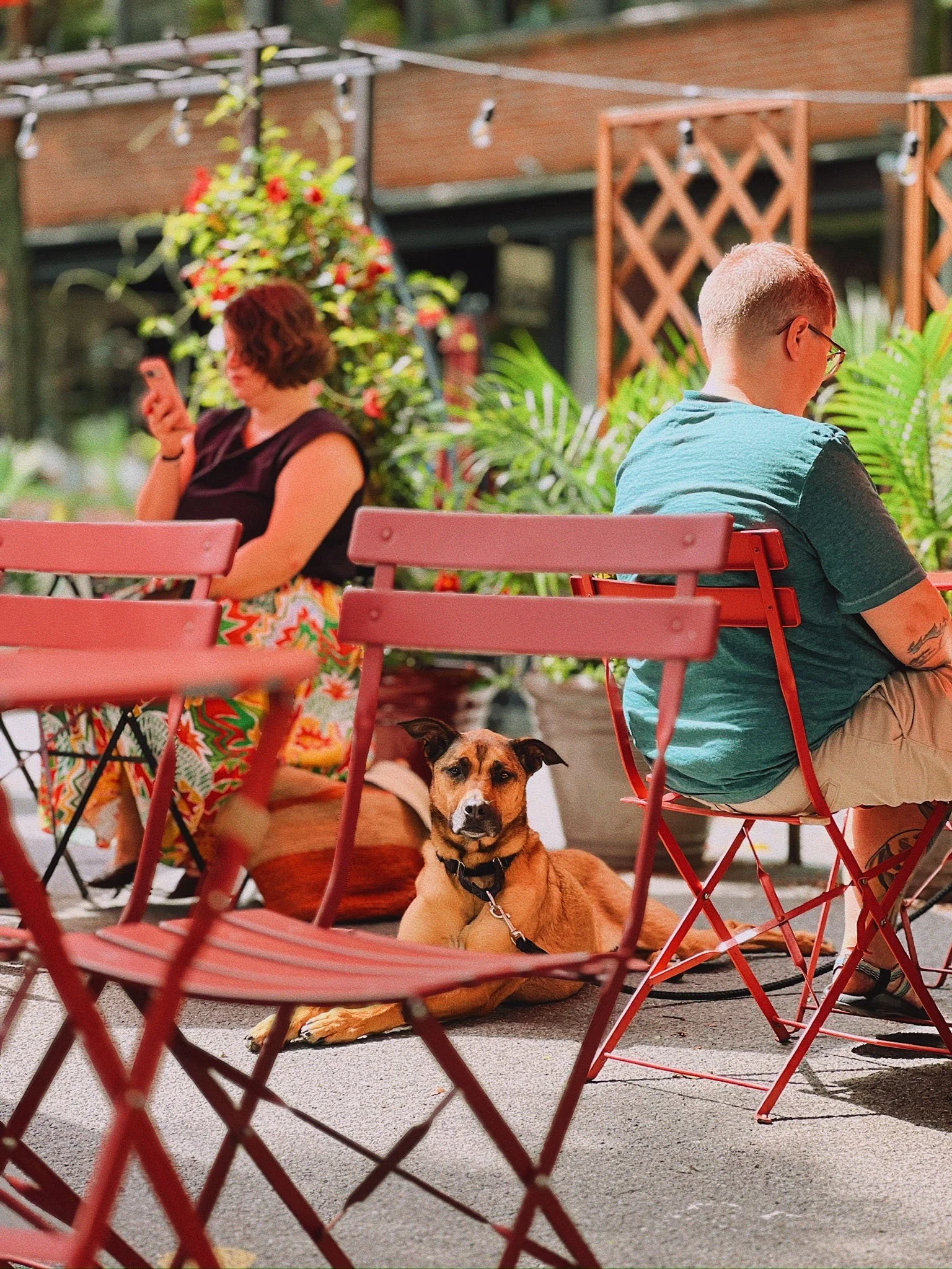 Summer on Strong at Strong Avenue in Northampton - two people sitting at outdoor dining tables and a dog laying down looking at the camera