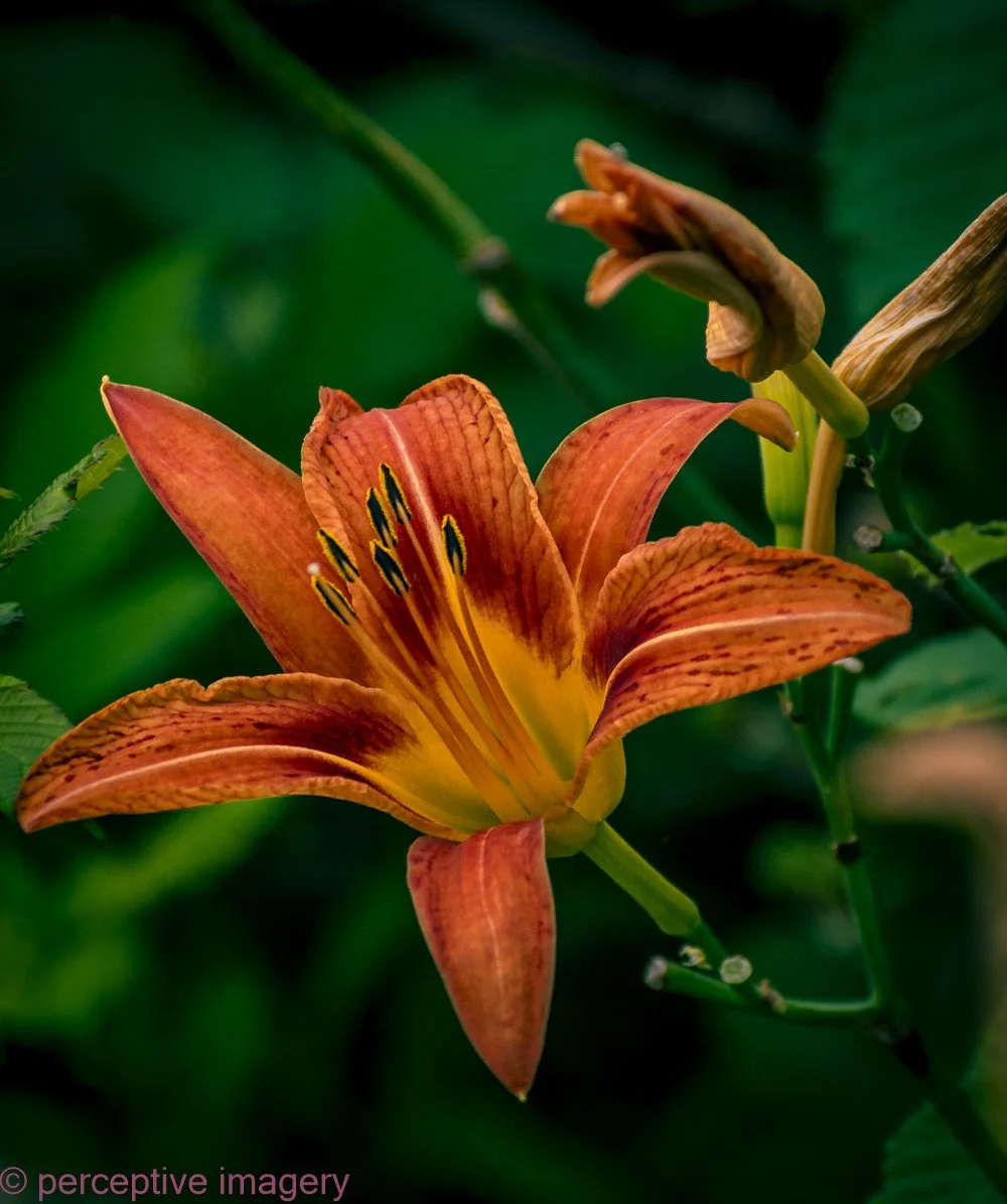 flower-3.jpg