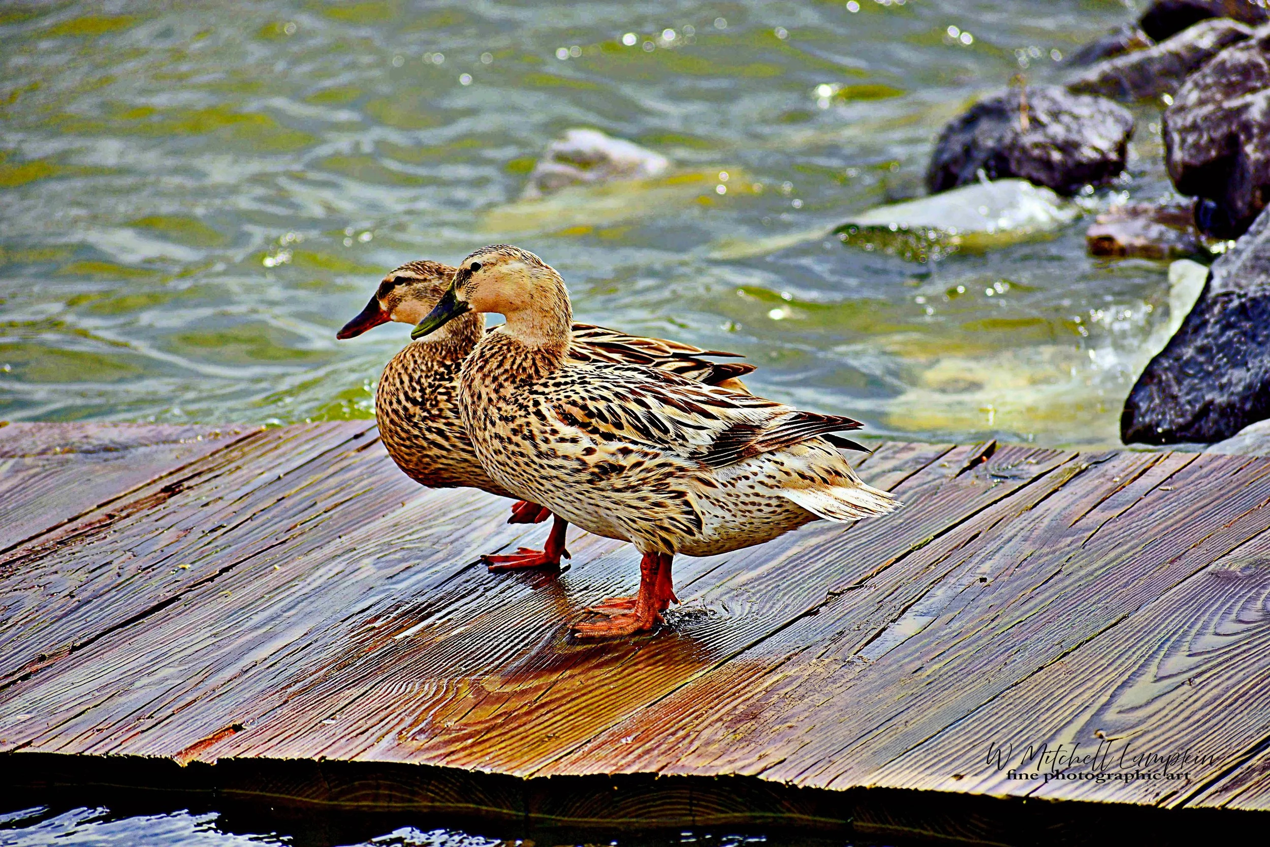 GP Ducks 3_#$.jpg
