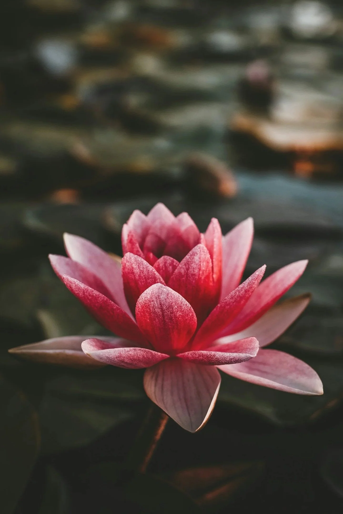 A pink water lily flower floating on water with a dark, blurry background.
