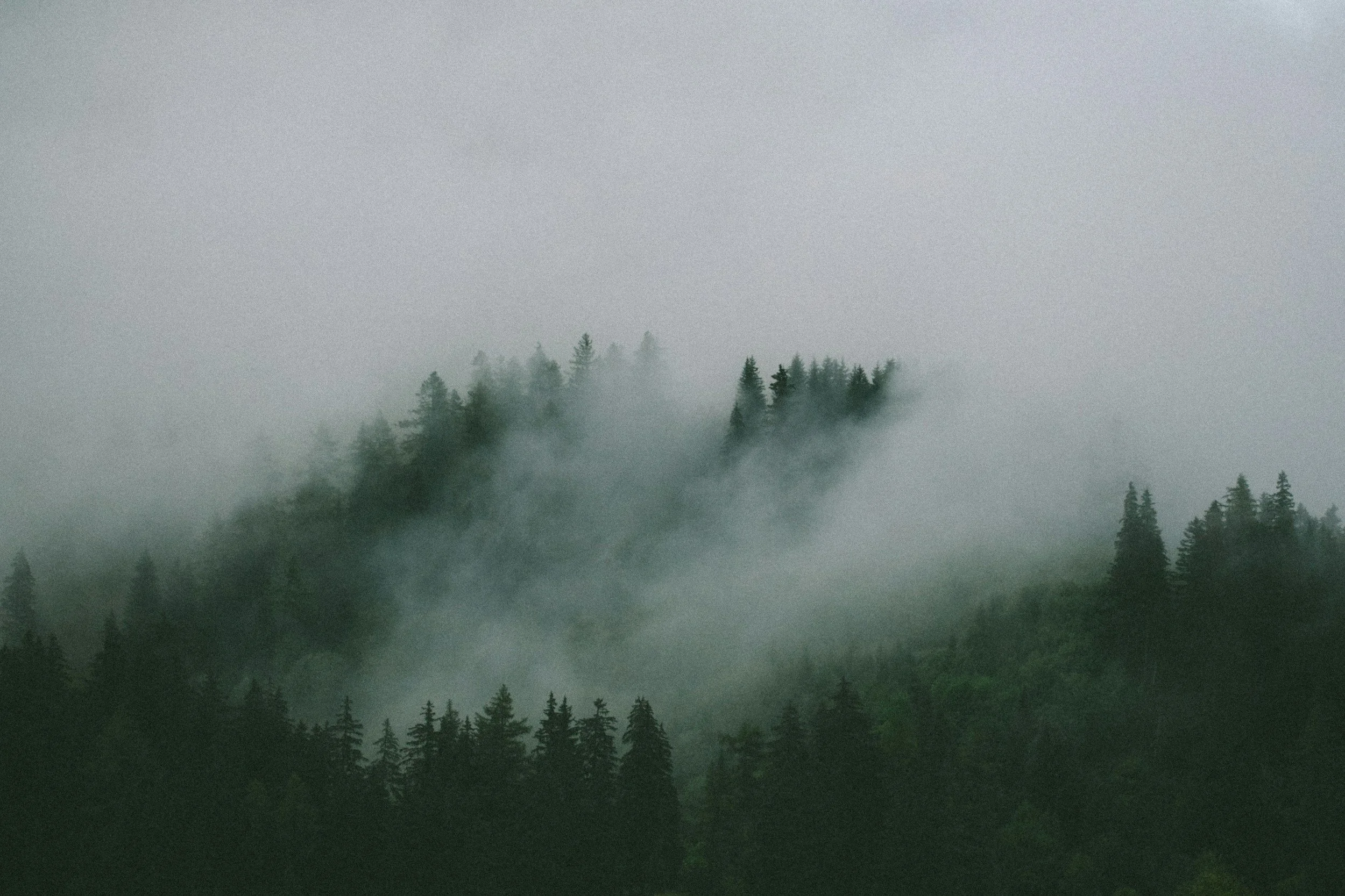 A foggy forest with tall evergreen trees, partially obscured by mist.
