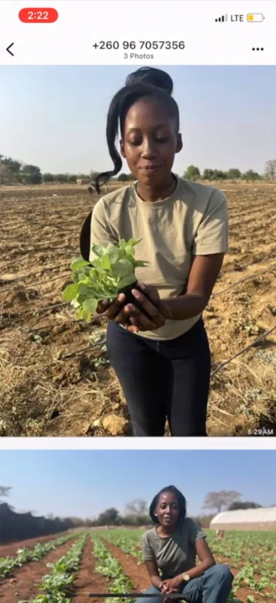 Screenshot of a WhatsApp message thread showing photos of a woman holding a seedling and kneeling in a planted field