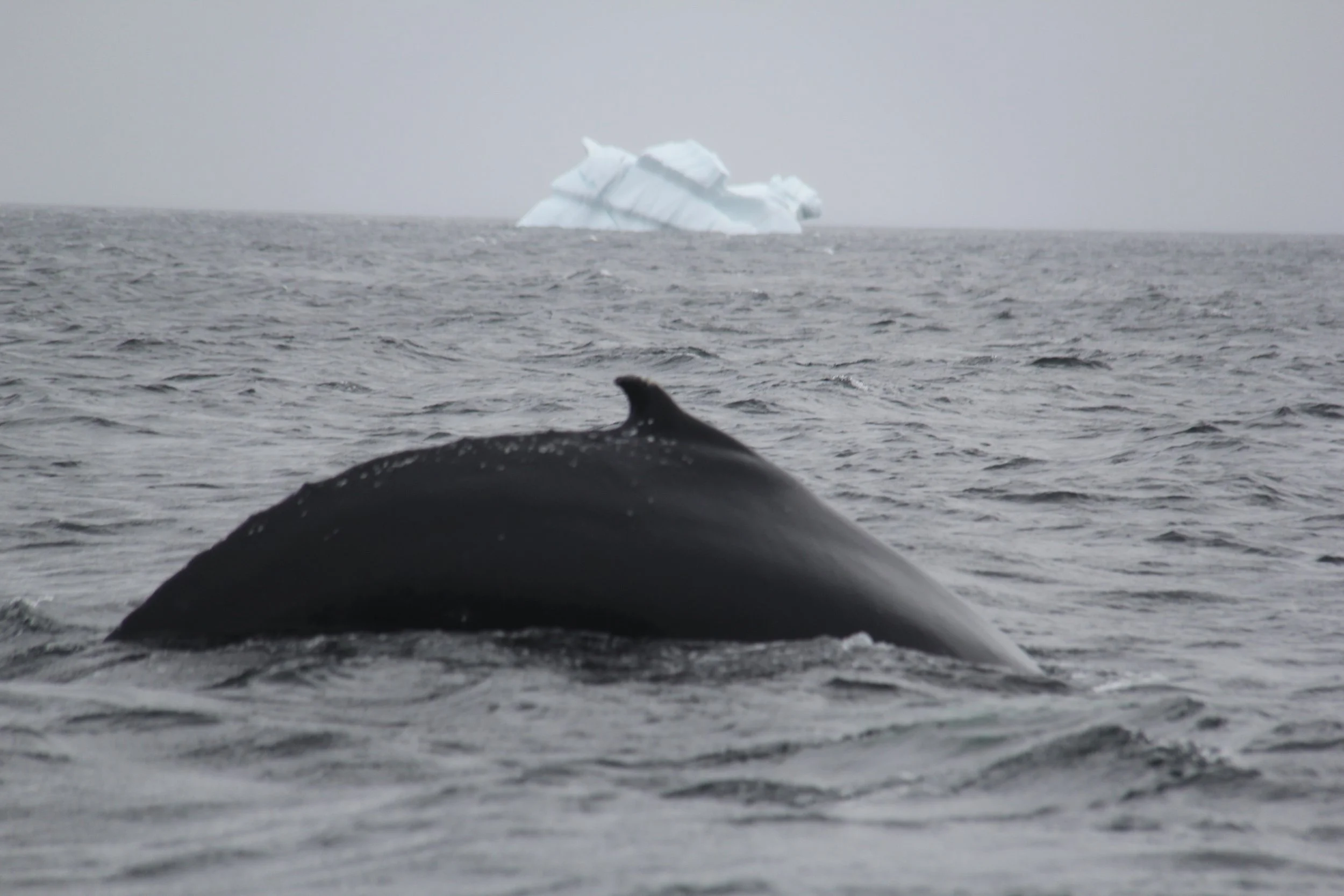 A whale's dorsal fin and back surfacing in the ocean with a large iceberg in the distance.